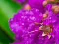 Rain Drop on Purple Crape Myrtle Flower Royalty Free Stock Photo