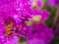 Rain Drop on Purple Crape Myrtle Flower Royalty Free Stock Photo