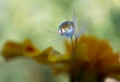 Rain drop on the seed Royalty Free Stock Photo