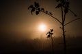 Rain drop on the spider web at sunrise Royalty Free Stock Photo