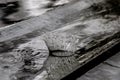 Rain drop splash in wooden floor bouncing and shaping a water crown Royalty Free Stock Photo