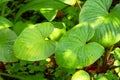 rain drop and sunlight on anthurirm green leafs Royalty Free Stock Photo