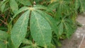 Rain drop on top of cassava leaf