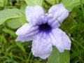Rain Drop Of Water On Datura Flowerdevil`s Trumpets - Vespertine Flowering Plants. Close Up. Beauty In Nature Background