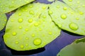 Rain drop water on green lotus leaf in lake or pond or swamp. Royalty Free Stock Photo