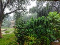 Rain droping on ground from village of bangladesh