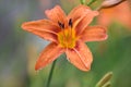 Rain droplet bejeweled tiger lily Royalty Free Stock Photo