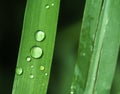 Rain droplets on lemongrass
