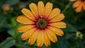 Rain droplets collect on orange flower petals, bright garden background Royalty Free Stock Photo