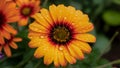 Rain droplets collect on orange flower petals, bright garden background Royalty Free Stock Photo