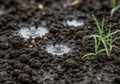 Rain droplets create ripples in dark, rich soil, with a small patch of Royalty Free Stock Photo