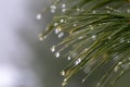 rain droplets in daylight on pine tree branch Royalty Free Stock Photo