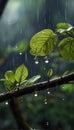 Rain Droplets Drops on Leaves and Trunks in The Forest