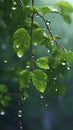 Rain Droplets Drops on Leaves and Trunks in The Forest