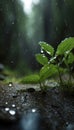 Rain Droplets Drops on Leaves and Trunks in The Forest