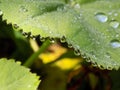 Rain droplets on the edge of a ladys mantle leaf Royalty Free Stock Photo