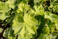 Rain droplets on fresh green leaf Royalty Free Stock Photo