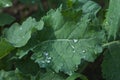 Rain droplets on green leaf Royalty Free Stock Photo