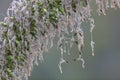 Rain drops on a large seed pod from an Agave plant Royalty Free Stock Photo