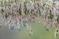 Rain drops on a large seed pod from an Agave plant Royalty Free Stock Photo