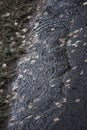 Rain droplets in the puddle