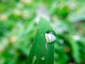 Rain droplets on the tip of green leaf Royalty Free Stock Photo