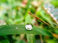 Rain droplets on the tip of green leaf