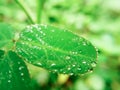 Rain droplets on the tip of green leaf Royalty Free Stock Photo