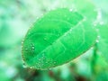 Rain droplets on the tip of green leaf Royalty Free Stock Photo