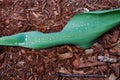 Rain Droplets on a Tulip Leaf Royalty Free Stock Photo