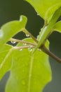 Rain drops Royalty Free Stock Photo