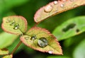 Rain Drops Royalty Free Stock Photo