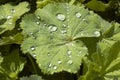 Rain drops Royalty Free Stock Photo