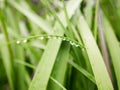 Rain Drops Arranging on The Elepant foot tree Leaves Royalty Free Stock Photo