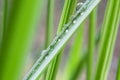 rain drops on bamboo leaves Royalty Free Stock Photo