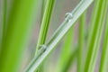 Rain drops on bamboo leaves Royalty Free Stock Photo