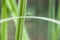 Rain drops on bamboo leaves Royalty Free Stock Photo