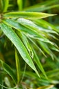 Rain drops on bamboo leaves in a garden Royalty Free Stock Photo