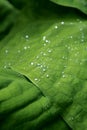 Rain drops beaded on a green leaf