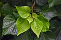Rain drops beading on green leaves Royalty Free Stock Photo