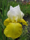Rain drops on bearded iris with white standard and yellow fall petals. Royalty Free Stock Photo