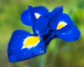 Rain drops on a beautiful sapphire blue and yellow Iris flower. One large rain drop has settled on the petal catching the light. Royalty Free Stock Photo