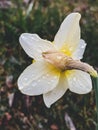 Rain drops on beautiful yellow daffodil flower on background of rainy land. Hello spring. Vertical phone photo Royalty Free Stock Photo