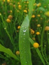 Rain drops on big leave in the field. Royalty Free Stock Photo