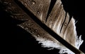 Rain drops on a bird feather on black background