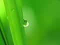 Rain drops on a blade of grass Royalty Free Stock Photo