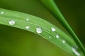 Rain drops on blade of green grass Royalty Free Stock Photo