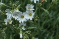 Rain drops on the blossoms of snow in summer Royalty Free Stock Photo