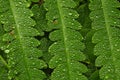 Rain Drops On Bracken Fern Royalty Free Stock Photo