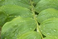 Rain drops on branch with green leaves of polygonatum commutatum flower from lily family